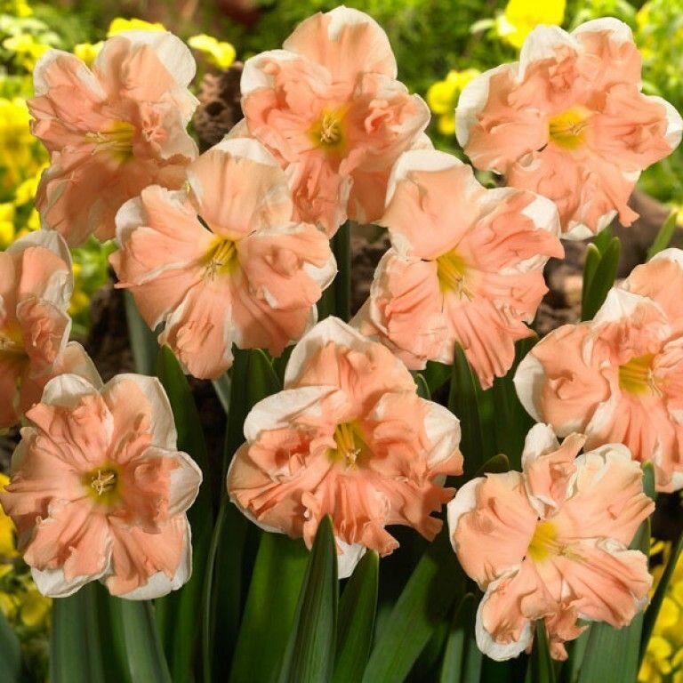 Нарцисс Априкот Вирл 5шт.