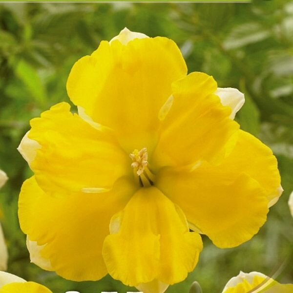 Нарцисс Банана Дайкири 5шт.