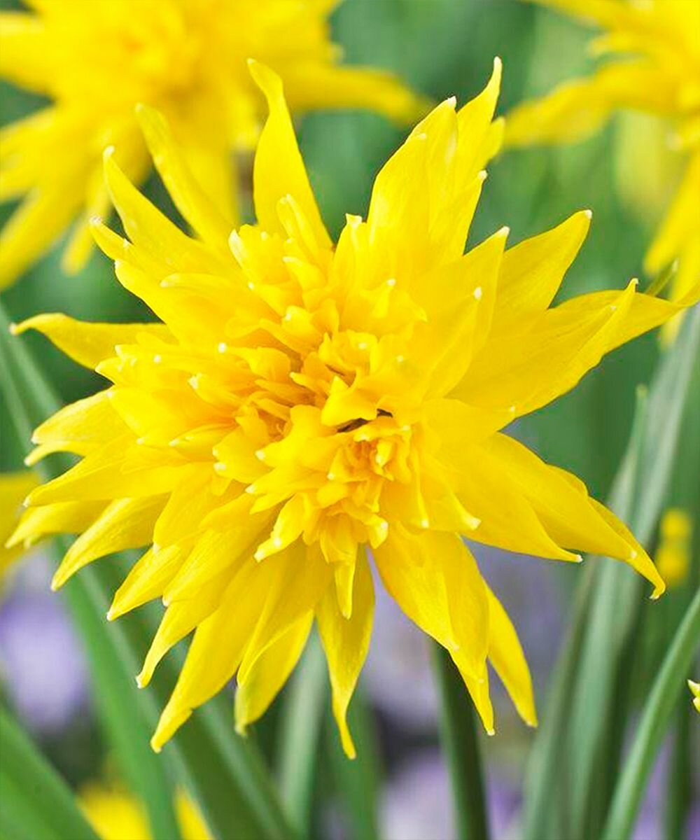 Нарцисс Рип Ван Винкль 8 шт