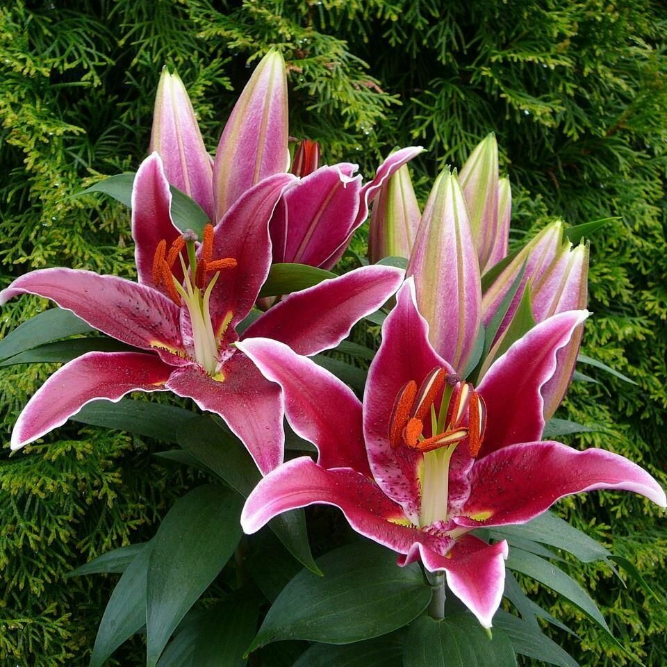 Лилия Магни Корз 1 шт