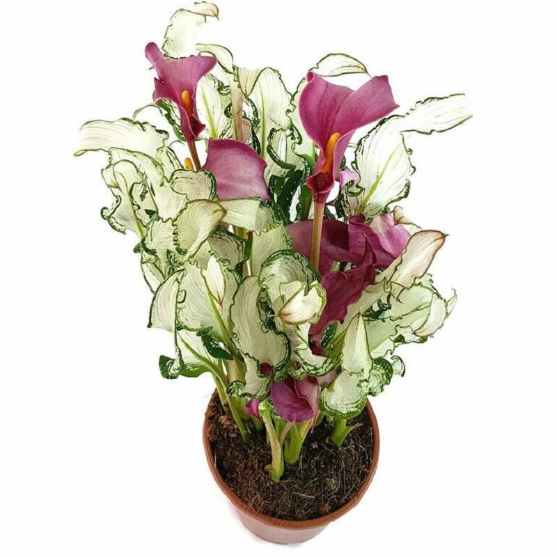 Калла Фрозен Квин 1шт