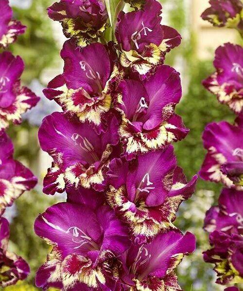 Гладиолус Колор Клаб 1 шт