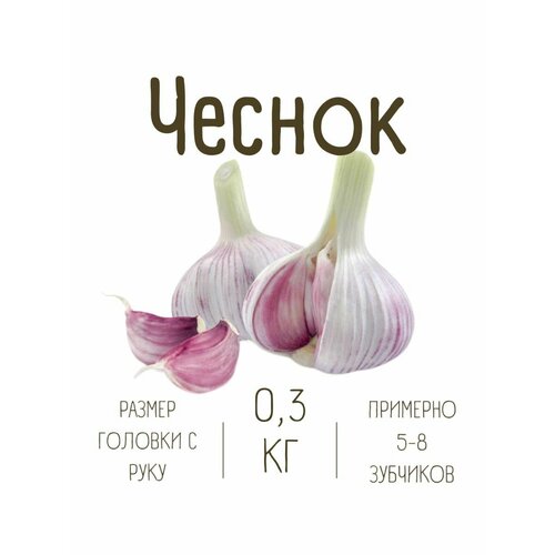 Чеснок для еды Россия 350₽