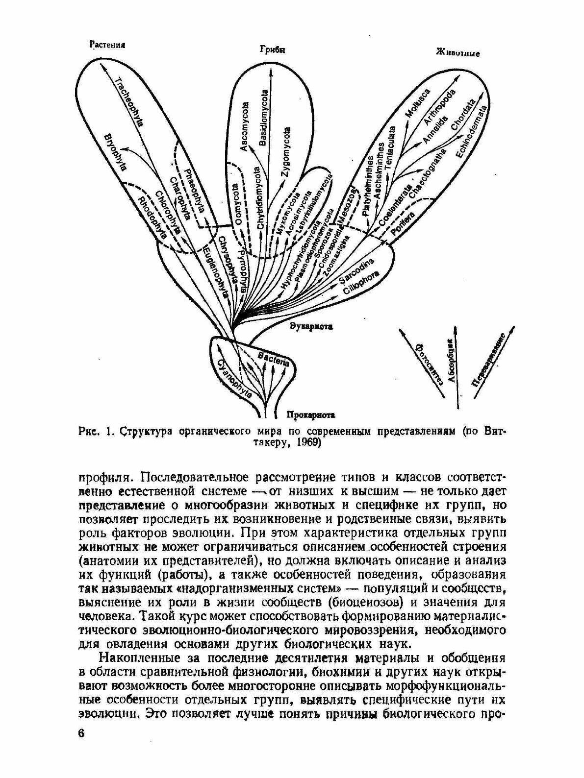 Зоология позвоночных. Часть 1. Низшие хордовые, безчелюстные, рыбы, земноводные - фото №4