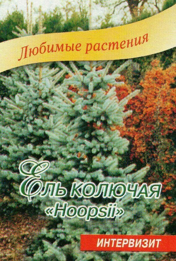 Ель колючая Hoopsii семена
