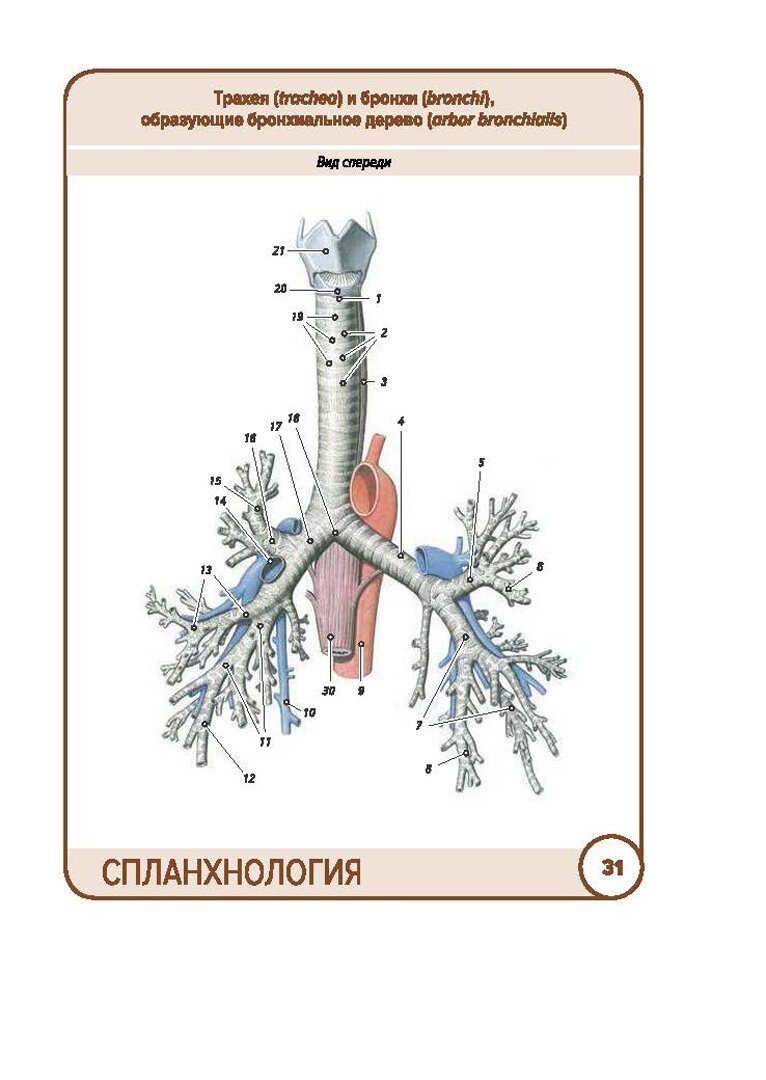 Анатомия человека. Спланхнология. Карточки (49 шт.) - фото №6
