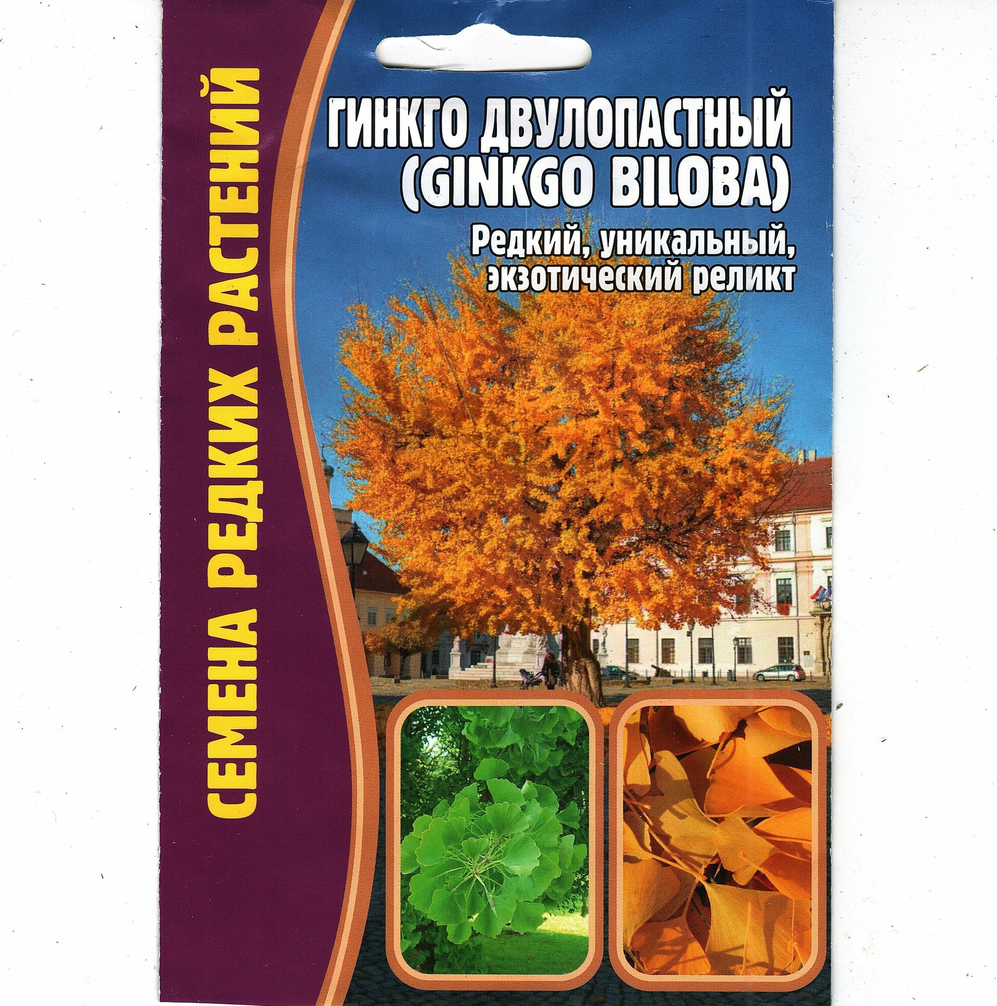 Гинкго двулопастный / Ginkgo biloba редкий экзотический реликт ( 1 уп: 3 семени )