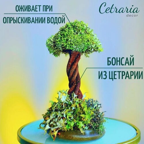Цетрария исландский мох дерево, 24 см, сухоцветы для декора / Топиарий, бонсай, искусственное дерево, оригинальный подарок мужчине