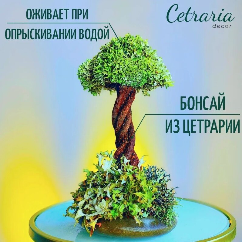 Цетрария исландский мох дерево 24 см сухоцветы для декора / Топиарий бонсай искусственное дерево оригинальный подарок мужчине