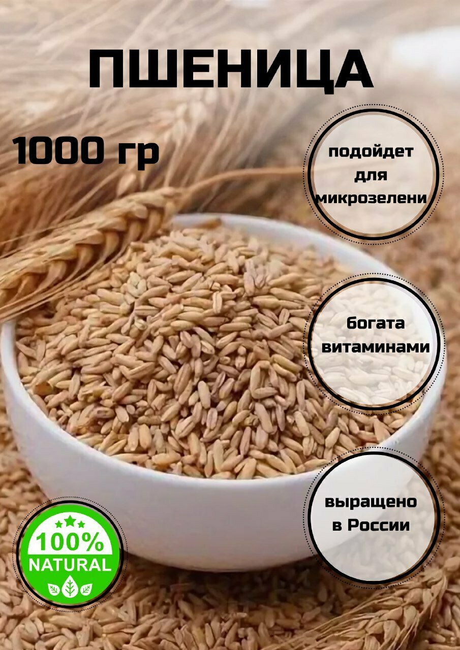 Пшеница для проращивания и приготовления витграсса С Алтайских полей 1000 гр.