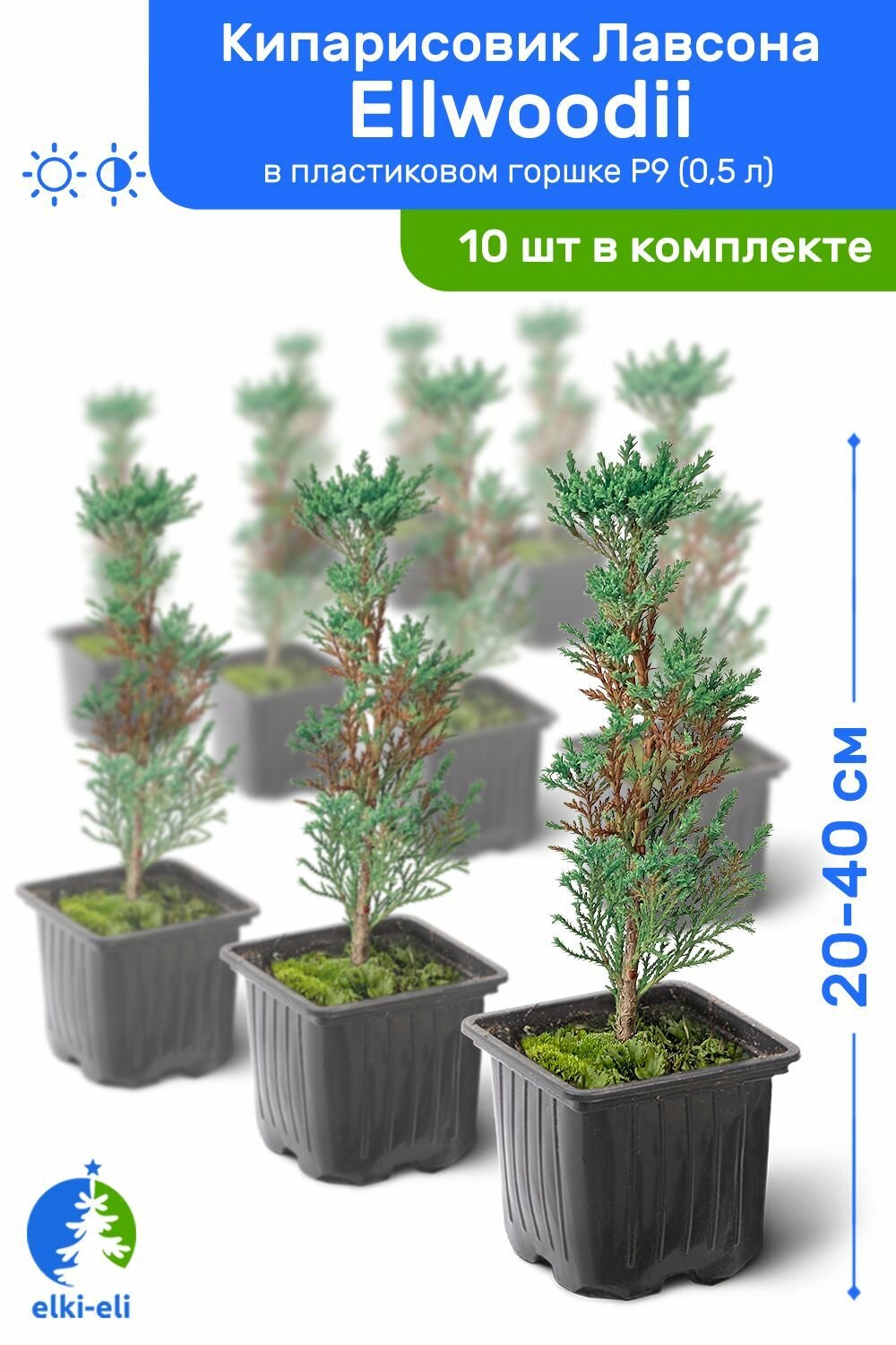 Кипарисовик Лавсона Ellwoodii (Элвуди) 10-20 см в пластиковом горшке P9 (05 л) саженец хвойное живое растение комплект из 10 шт