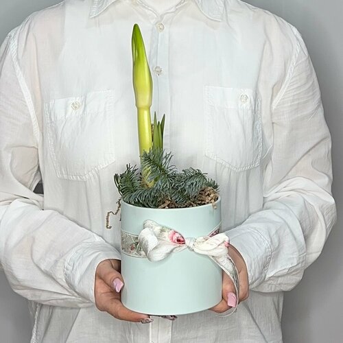 Амариллис в новогодней упаковке