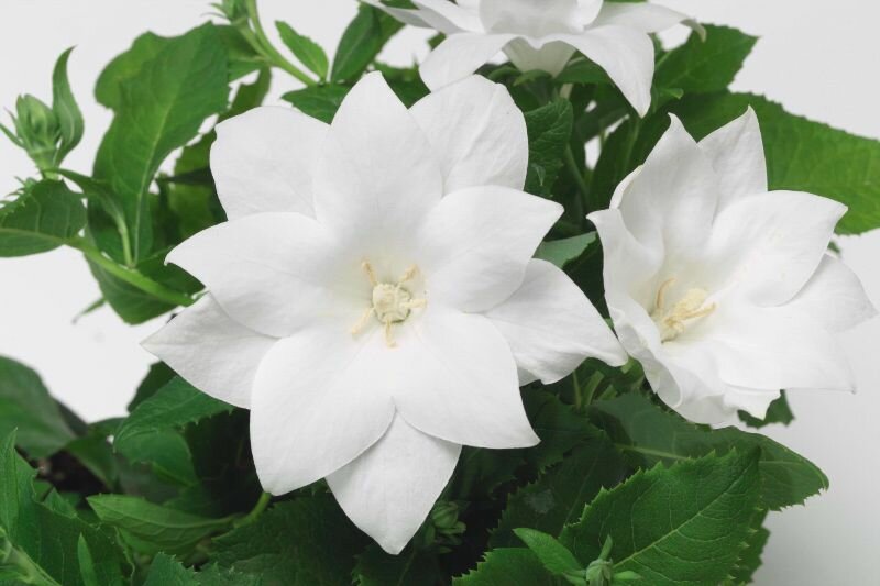 Платикодон F1 Астра Семи Дабл Вайт, многолетнее карликовое цветочно-декоративное растение с крупными махровыми белоснежными цветками, 5 семян