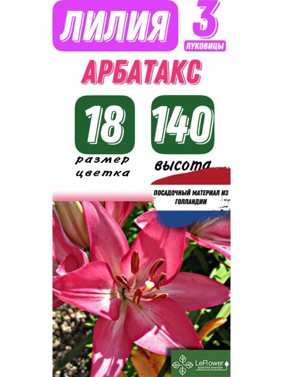 Лилия Луковица Арбатакс 3 шт (LeFlower)