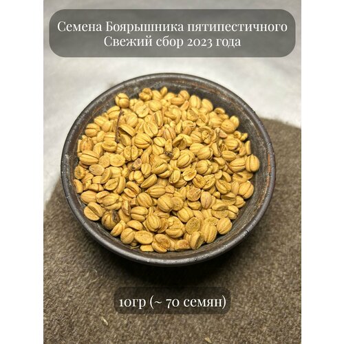 Семена Боярышника пятипестичного, 10 грамм (примерно 70 шт)