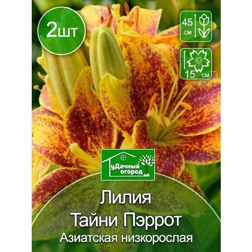 Лилия Тайни Пэррот 2 шт. луковица цветы тайни глоу лилия азиатская горшечная тайни глоу