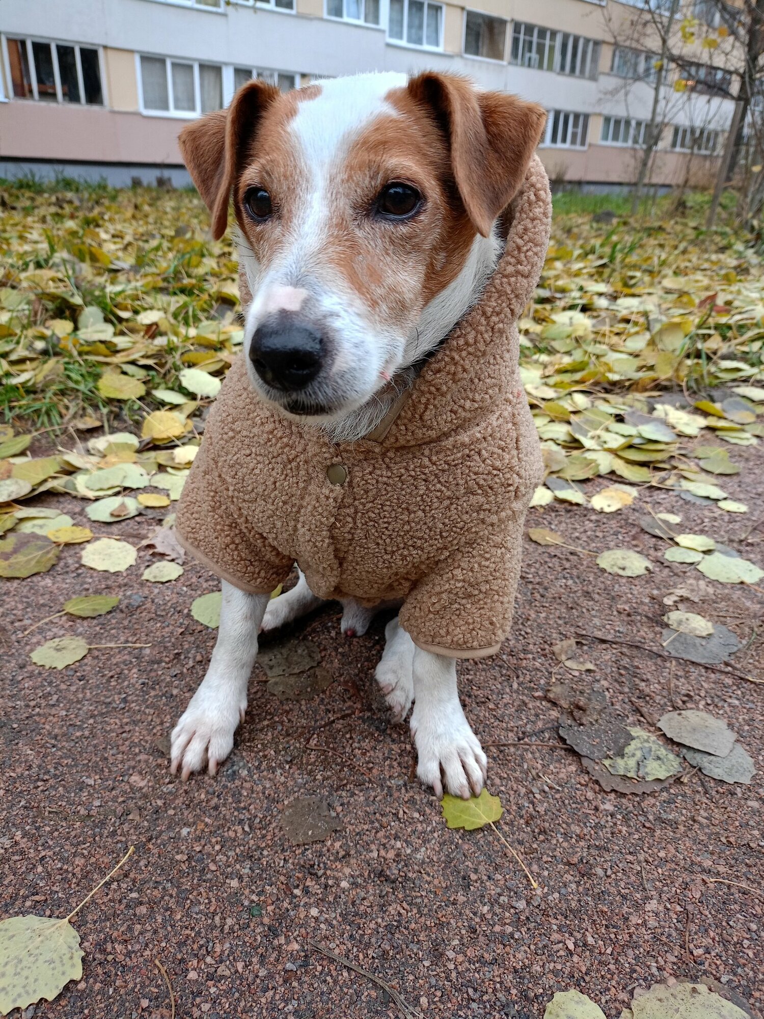 Куртка теплая для собак средних пород размер XL, комбинезон утепленный для джек рассела