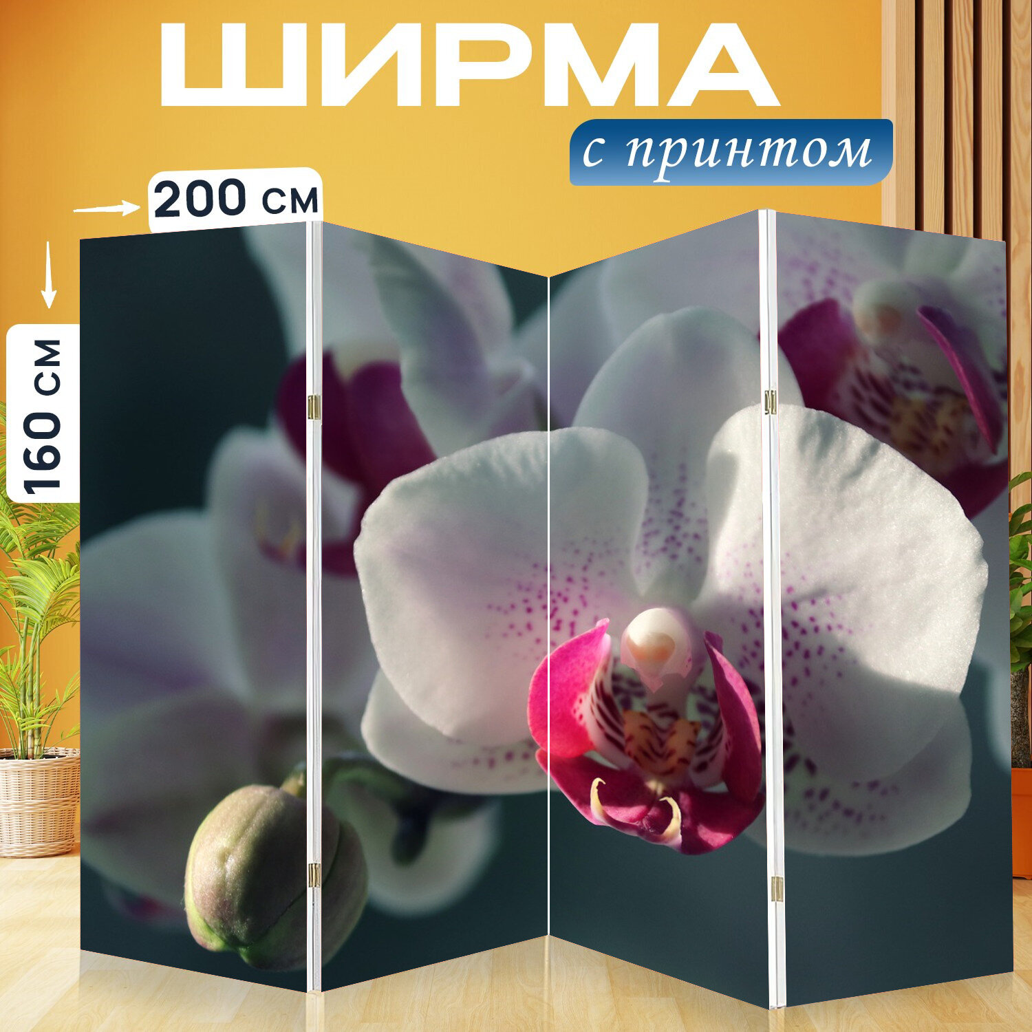 Ширма перегородка с принтом "Орхидея, декоративное растение, орхидные" на холсте - 200x160 см. для зонирования, раскладная
