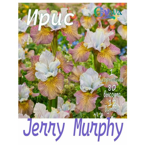 Ирис сибирский, корневище, Джерри Мерфи, 1шт