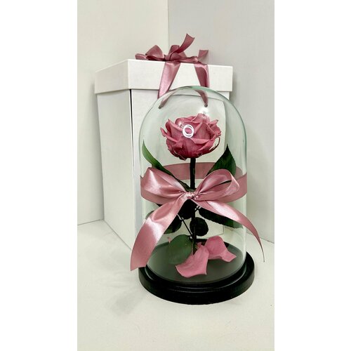 Живая роза Premium 27x15 вишня , в подарочной коробке, подарок маме, любимой, с днем рождения, стабилизированная роза, вечная