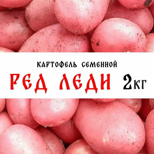 Семенной картофель сорта Ред Леди 2кг, клубни, 1я репродукция