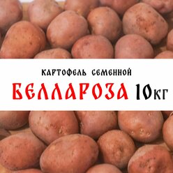 Семенной картофель сорта "Беллароза" 10кг, клубни, 1 репродукция