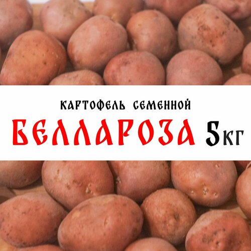 Семенной картофель сорта Беллароза 5кг, клубни, 1 репродукция картофель семенной беллароза клубни 1 кг