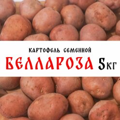 Семенной картофель сорта "Беллароза" 5кг, клубни, 1 репродукция