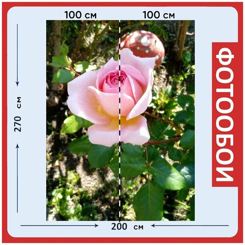 Фотообои Цветок роза красный 200x270 см флизелиновыена стену 2960₽