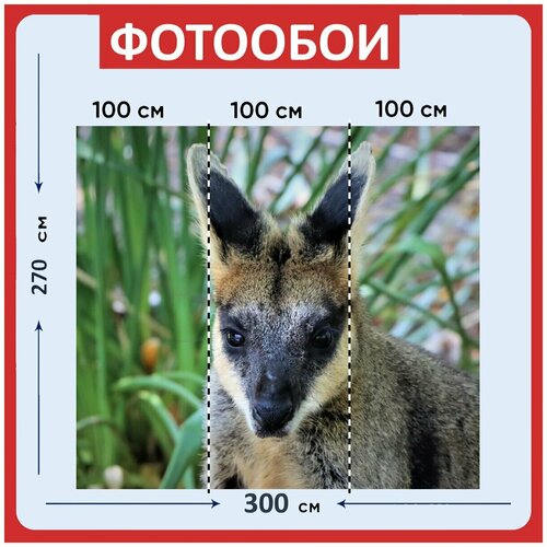 Фотообои Закрыть лицо черный быстроногий скальный валлаби 300x270 см флизелиновыена стену 3950₽