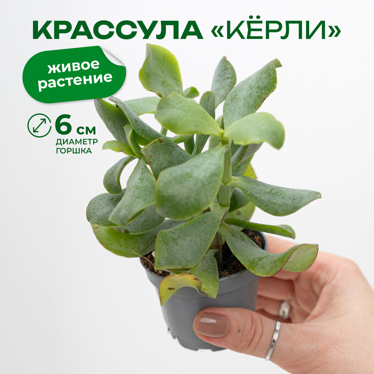 Крассула арборесценс кёрли высота 14см в горшке d6 см
