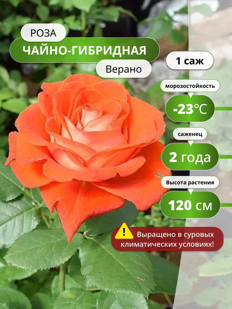 Роза чайно-гибридная 