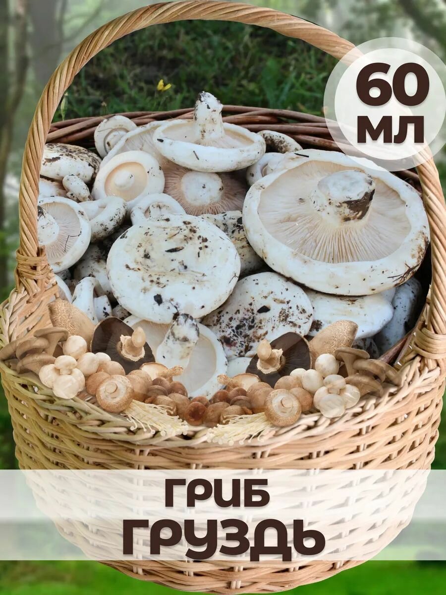 Мицелий гриба 