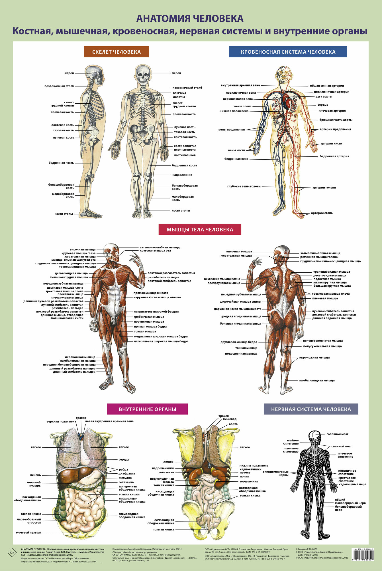 Анатомия человека. Костная, мышечная, кровеносная системы и внутренние органы: Плакат - фото №1