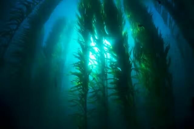 Terra Aquatica (GHE) Seaweed органическая добавка 500 мл. - фотография № 12