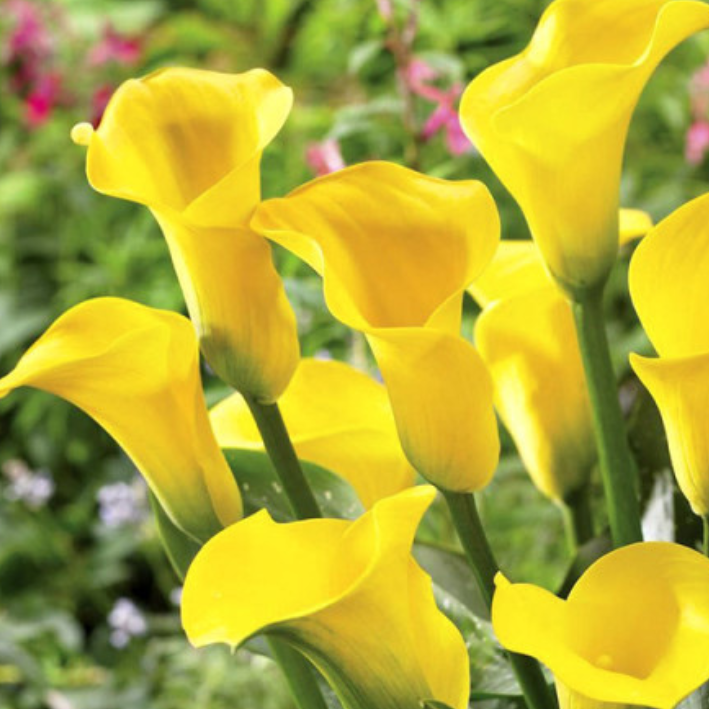 Клубни цветов botanica garden  Калла Голд Медал ( 1 клубень )