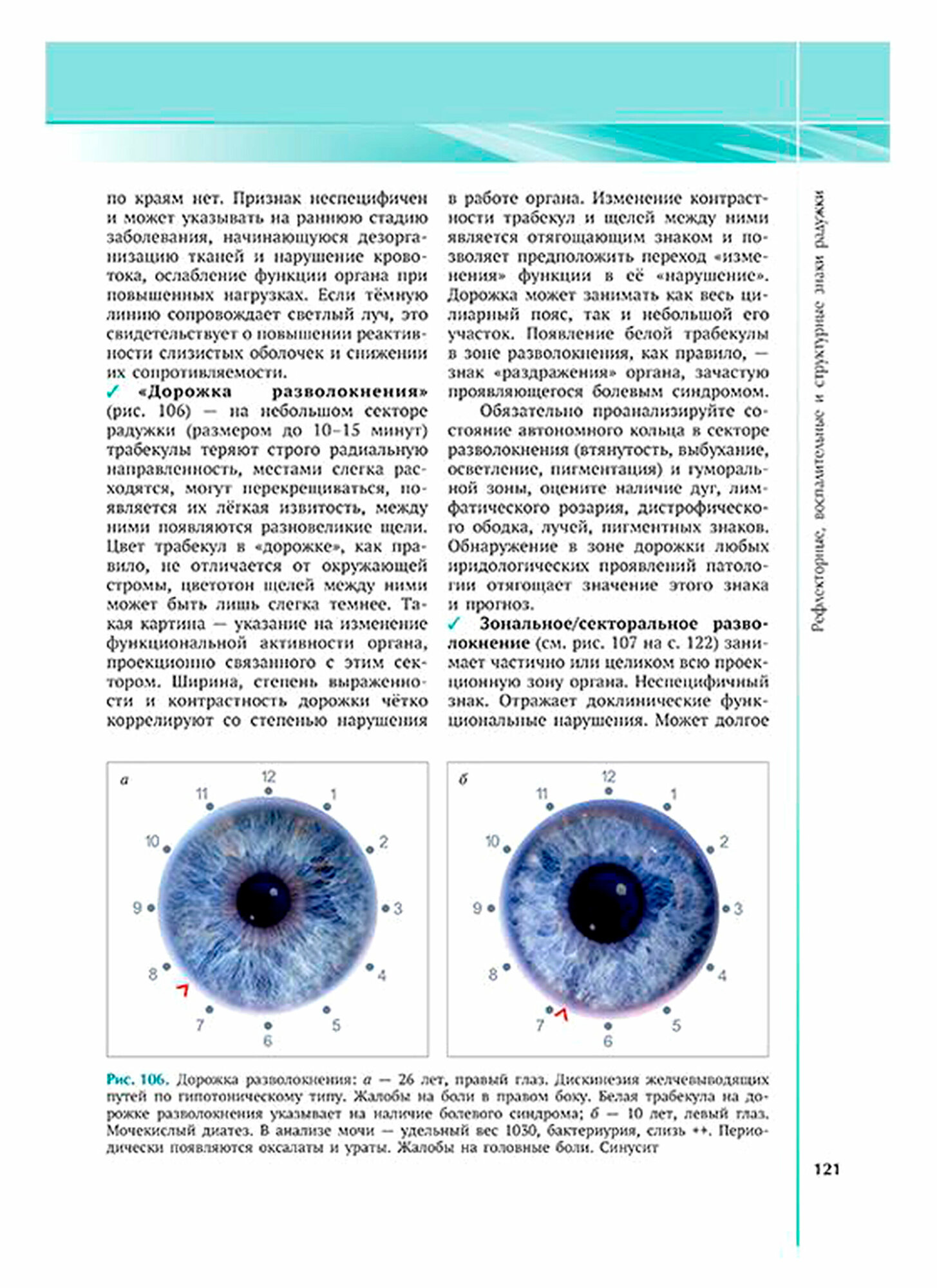 Руководство по иридодиагностике и фитотерапии. Общая иридодиагностика и общая фитотерапия - фото №5