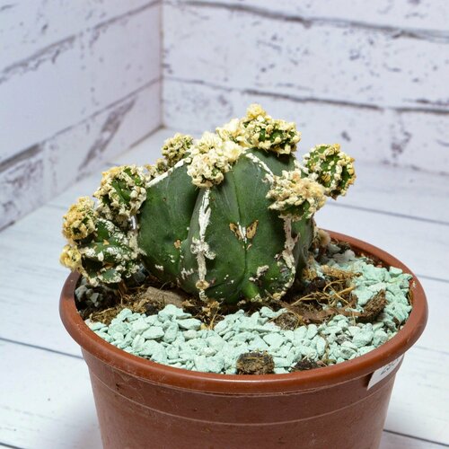 Коллекционный кактус Astrophytum Myriostigma Hakujo Fukuryu. Диаметр горшка 8 см. Субстрат Succuterra Classic и фирменный горшочек в комплекте.