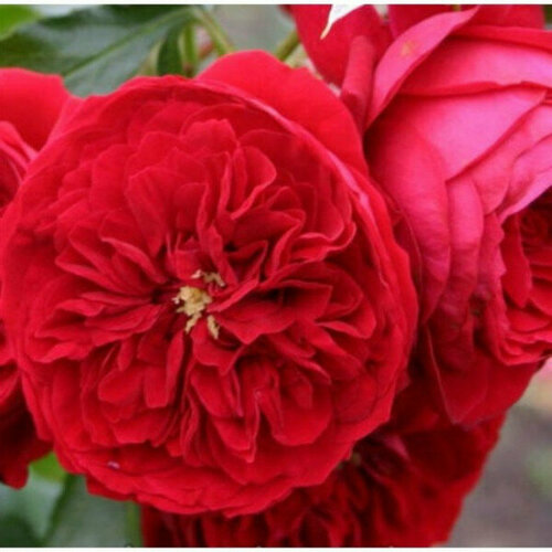Саженец Роза Кордес флорибунда Роткепчен саженец роза кордес чайно гибридная кордес джубили