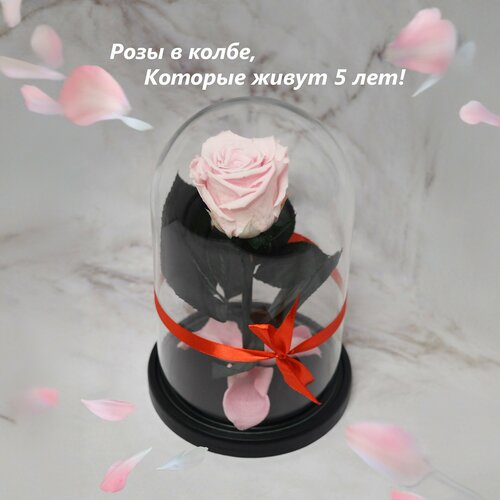 Mini роза в колбе, 22х13х6см, нежно-розовая, RozavColbe