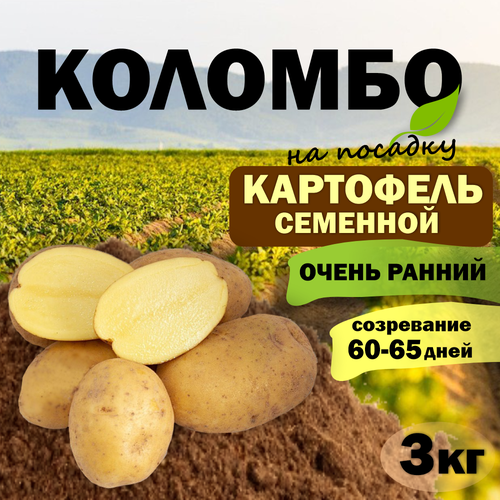 Картофель семенной ранний Коломбо (клубни на посадку Элита) 3 кг