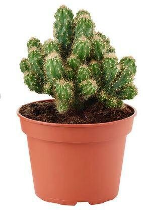 Цереус перуанский - Cereus peruvianus D12 H20