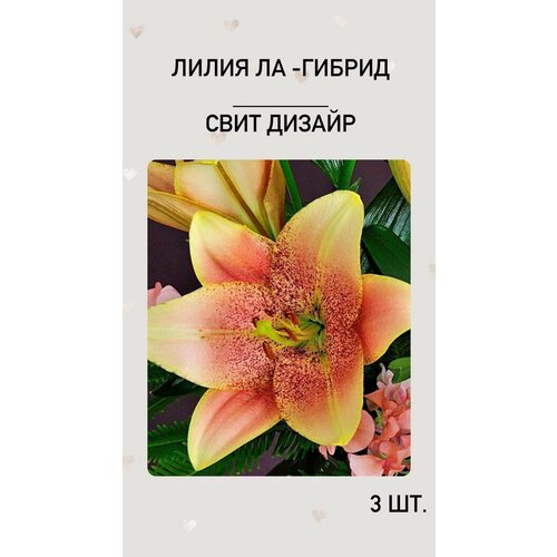 Лилия Свит Дизайр, луковицы многолетних цветов