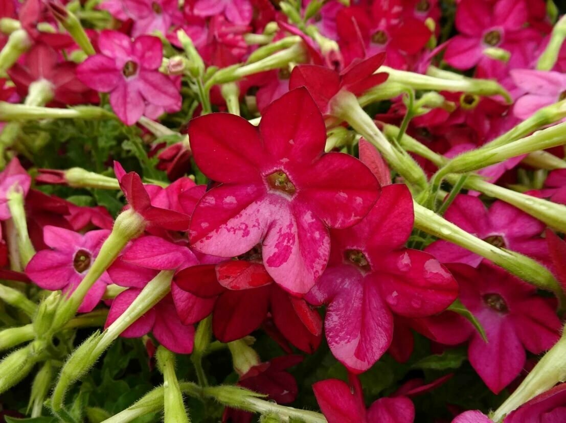 Табак душистый Саратога F1 Малиновый карликовое растение с крупными цветками с сильным приятным запахом 15 семян