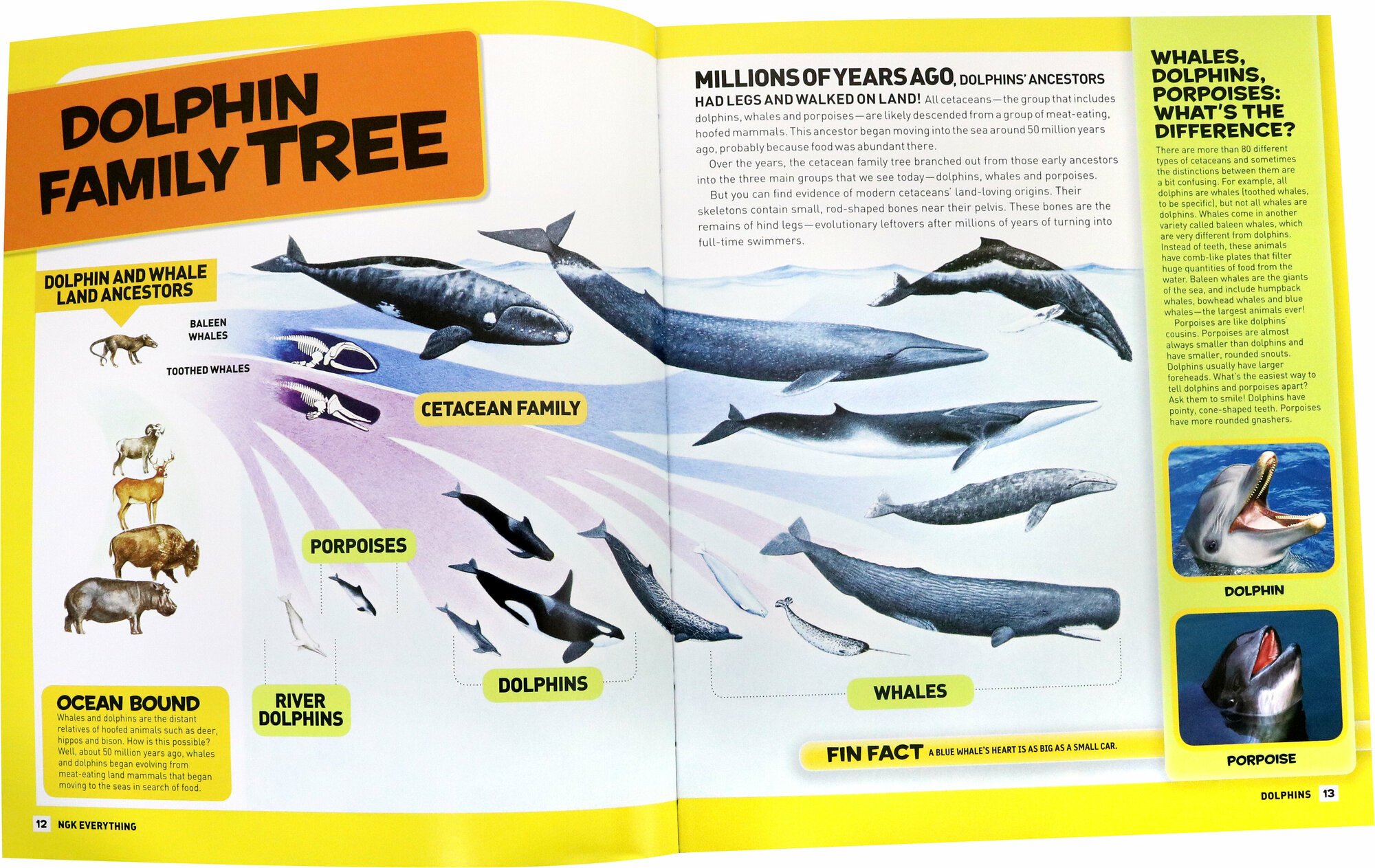 Dolphins. Facts, Photos adn Fun That Will Make You Flip - фото №3