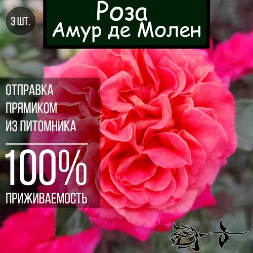 Саженец розы Амур де Молен 3 шт./ Чайно гибридная роза роза эсприт де амур vissers