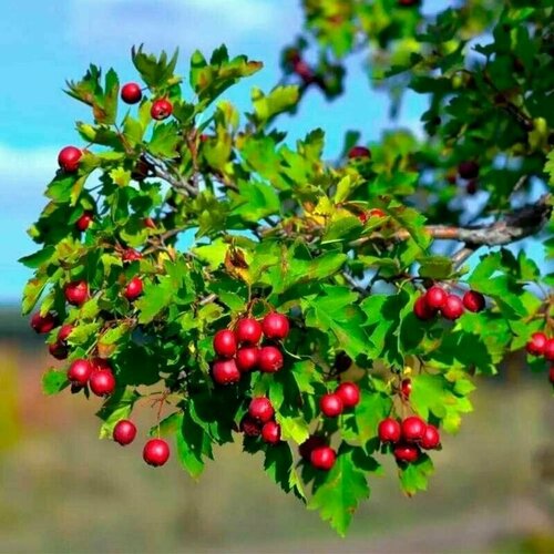 Боярышник крупноплодный (лат. Crataegus aestivalis) семена 25шт + подарочек паслен желтый лат solanum villosum семена 25шт подарочек