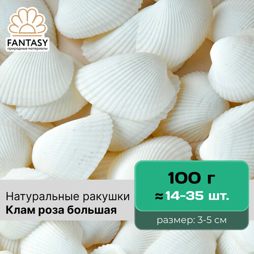 Ракушки натуральные FANTASY Клам роза большая, размер - 3-5 см, 100 г (14-35 шт.), морская раковина