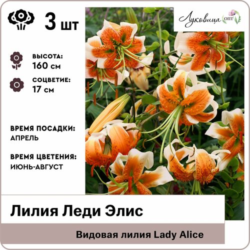 Лилия видовая Леди Элис (Lady Alice) 12/14, луковицы 3шт, Голландия