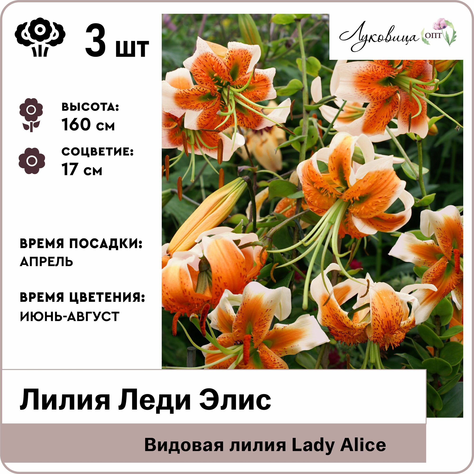 Лилия видовая Леди Элис (Lady Alice) 12/14 луковицы 3шт Голландия